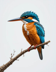 Fototapeta premium Jewel of the River: Kingfisher