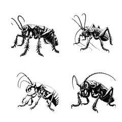 Giant Weta