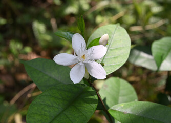 A white coral swirl flower blooming in the garden