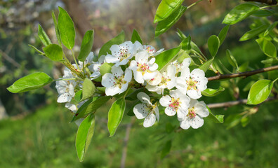 Blooming tree branch in the garden. Spring time. Pear tree blossom.