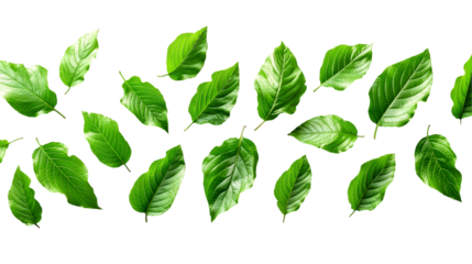 Vibrant Green Leaves Spring Foliage Pattern, Fresh Botanical Design on White Background, isolated on transparent background.