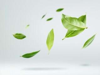 Fototapeta premium Leaves of young plant on white background.