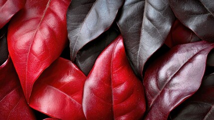 Obraz premium Vibrant red and dark leaves close-up