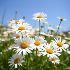 daisies in the field