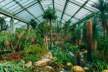 Greenhouse with diverse cacti and succulents