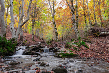 Autumn scene. Autumnal beech trees in misty woodland.