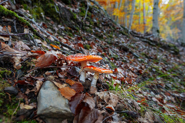 Fly agarics (Amanita muscaria) sprouting from autumn leaves