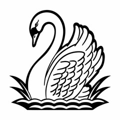 black swan on a white background