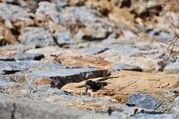 Lizard on the seashore. High quality photo