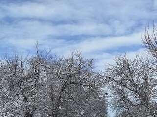 Winter's Touch: Trees Adorned with Snow Under a Blue Sky