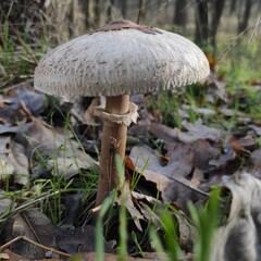 Natural Elegance: A Mushroom Standing Tall Amidst Leave
