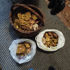 Mushroom Gathering: A Basket Full of Nature's Delights