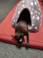 Starry Hideaway: A Cat Peeking from Its Cozy Nook