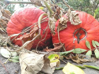 Autumn's Remnants: A Pair of Pumpkins Amidst Dry Leaves