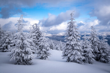 Winter forest in Jeseniky. Czech republic mountains.