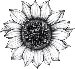 Illustration of a Sunflower in Black and White