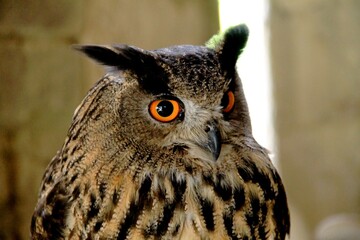 great horned owl
