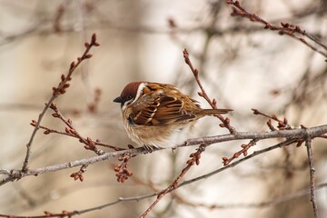 Sparrow sitting on the winter cherry branch