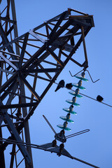 Power tower and birds sitting on a power line on a cold winter evening.