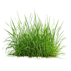 Obraz premium Lush green grass with vibrant blades, perfect for landscaping and gardening. This natural element adds beauty and freshness to outdoor spaces