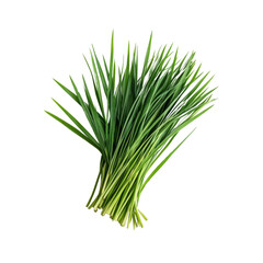 Fresh green chives with long, slender leaves, perfect for culinary use and garnishing dishes. Their vibrant color adds touch of freshness to any meal