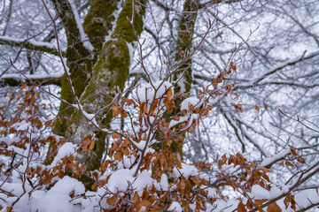The Morvan forest at Haut Folin under the snow in Europe, France, Burgundy Franche Comte, Saone et...