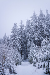 The Morvan forest at Haut Folin under the snow in Europe, France, Burgundy Franche Comte, Saone et Loire, Saint Prix, in summer, on a sunny day.