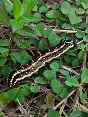 Oldenlandiae Hawk Moth Caterpillar on Green Leaves