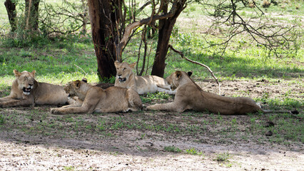 In the tranquil wilderness, proud lions are peacefully resting together under the refreshing shade