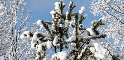 Bäume im Winter, Schnee, Winterzeit, Winterlandschaft, Eiszeit, viel Neuschnee