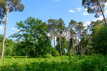The Orleans state forest in Dampierre-en-Burly in Europe, France, Centre Val de Loire, Loiret, Dampierre en Burly, in summer, on a sunny day.