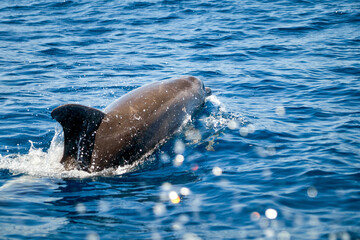 a bottlenose dolphin, Latin called Tursiops truncatus, in the open water of the Atlantic Ocean
