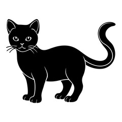 black cat on white background