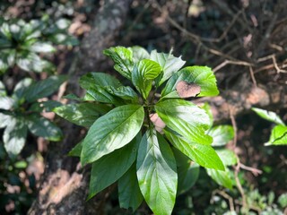 New Growth: Fresh Green Leaves Sprouting