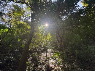 Obraz premium Lush Green Forest: Nature Background