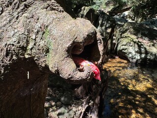 When Nature Speaks: The Impact of Plastic Pollution