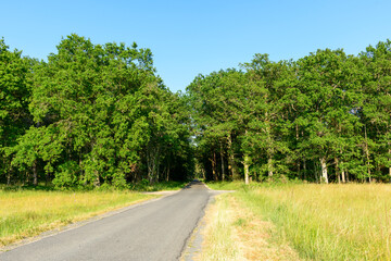 The road in the forest at Dampierre-en-Burly in Europe, France, Centre Val de Loire, Loiret, Dampierre en Burly, in summer, on a sunny day.