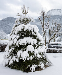 Tannenbaum im Winter, Schnee, Winterzeit, Eiszeit, viel Neuschnee