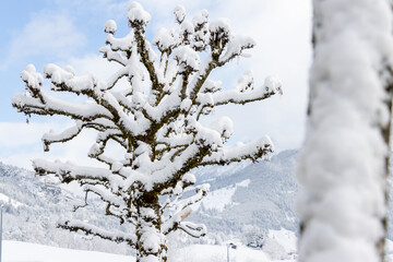 Baumstamm im Winter,  Schnee, Winterzeit, Eiszeit, viel Neuschnee, Baum 