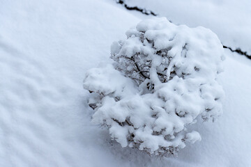 Baum im Winter,  Schnee, Winterzeit, Eiszeit, viel Neuschnee