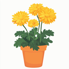 Illustration vector of FLORIST’S CHRYSANTHEMUM Pot