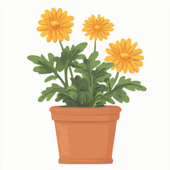 Illustration vector of FLORIST’S CHRYSANTHEMUM Pot