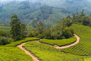 The path in the coffee plantations in Munnar in Asia, India, Kerala, Munnar, in summer, on a sunny day.