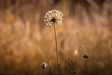 L&ouml;wenzahn bei Sonnenuntergang 