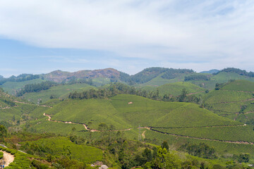 Obraz premium Tea plantations in the mountains in Munnar in Asia, India, Kerala, Munnar, in summer, on a sunny day.
