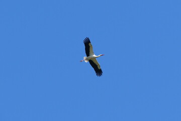 Storch