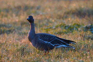 Goose gander (Anser anser)