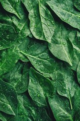 Background from fresh green spinach leaves with water drops. Texture of raw organic baby spinach close up. Food background