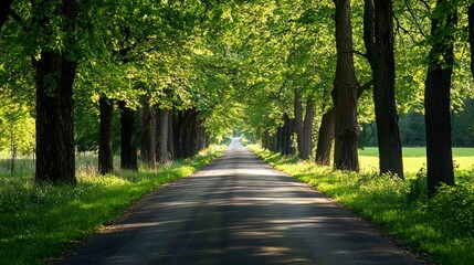 Fototapeta premium Scenic Rural Road with Lush Green Trees and Sunlit Pathway