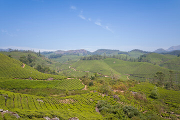 Fototapeta premium Tea plantations in the mountains in Munnar in Asia, India, Kerala, Munnar, in summer, on a sunny day.